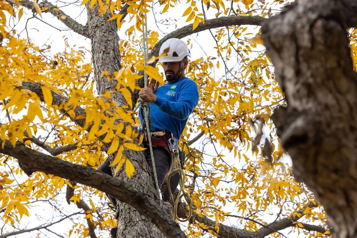 Skilled Tree Pruning crew working in North Haven