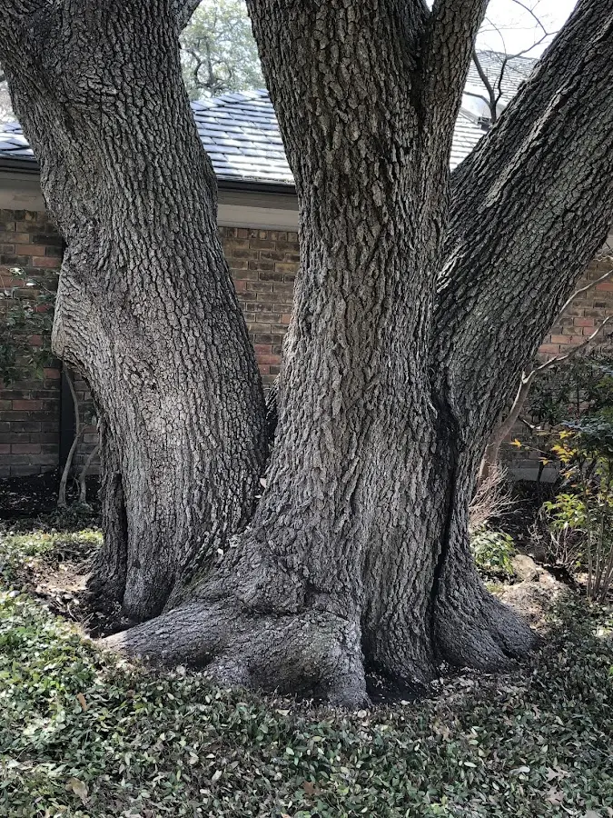 Mature heritage tree close to a North Haven property cared for by certified arborists
